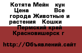 Котята Мейн - кун › Цена ­ 19 000 - Все города Животные и растения » Кошки   . Пермский край,Красновишерск г.